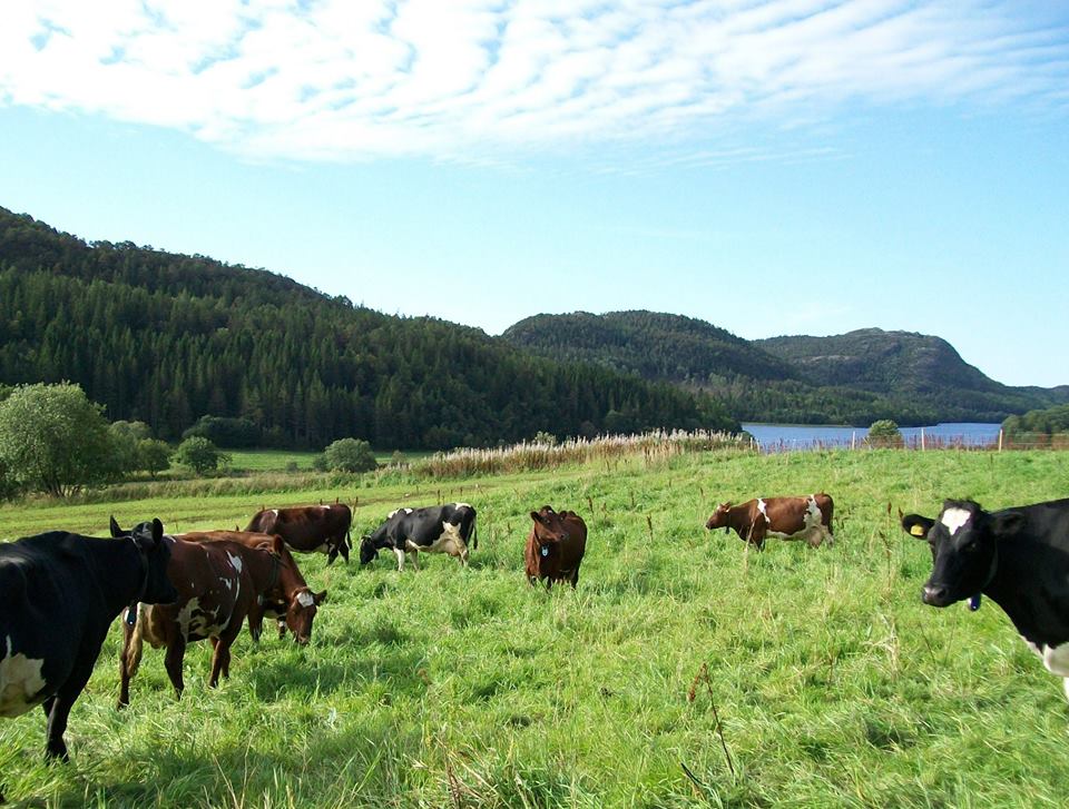 Cows at family dairy farm