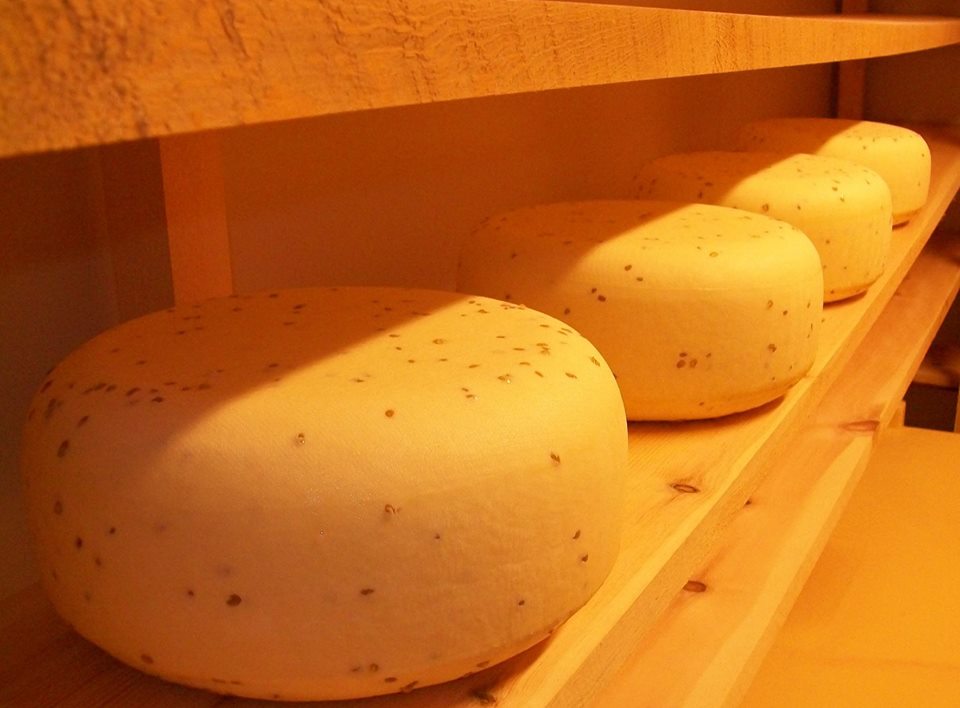 Cheese at ageing room