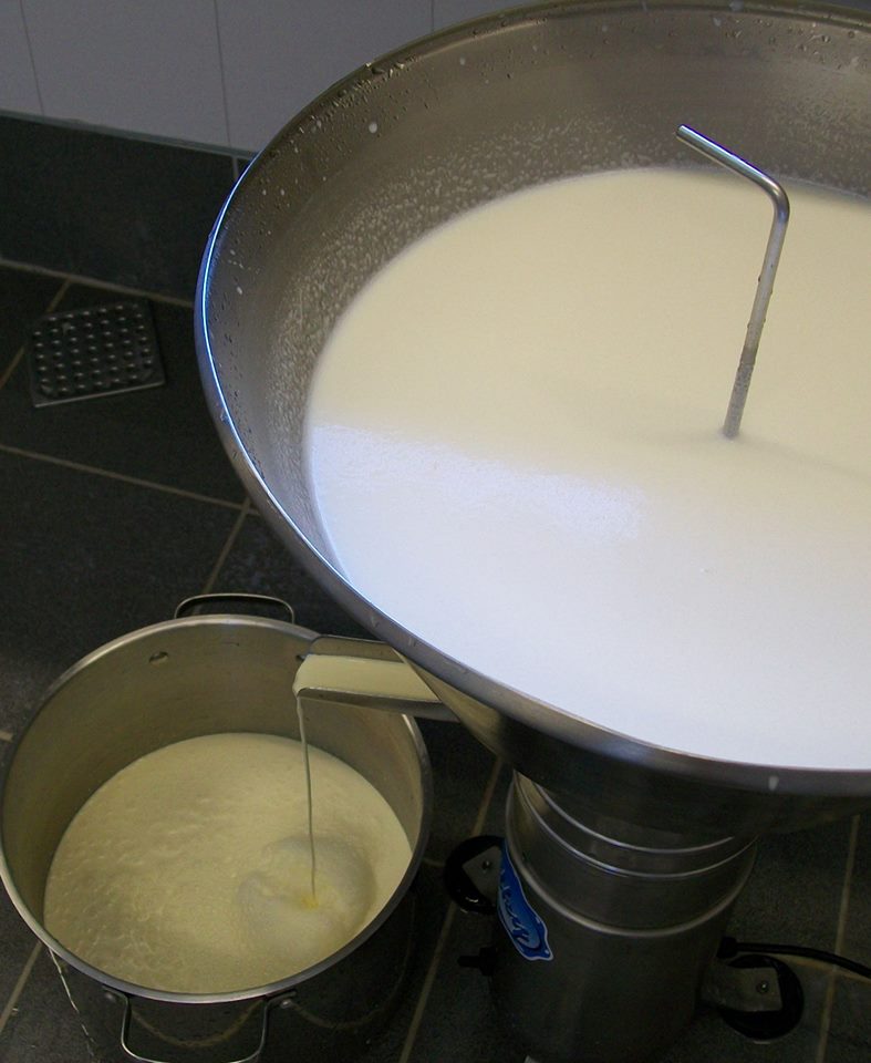 Cream separator is making cream from milk at family dairy farm