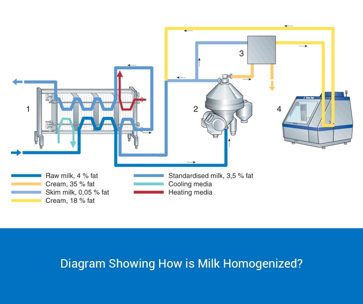 How is milk homogenized