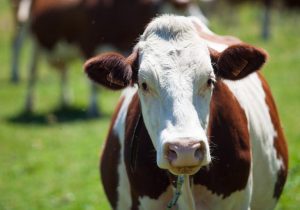 Dairy Cows