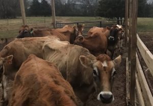 micro dairy parlor